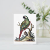 Antiker Grüner Papagei Postkarte (Stehend Vorderseite)