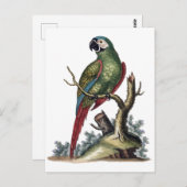 Antiker Grüner Papagei Postkarte (Vorne/Hinten)