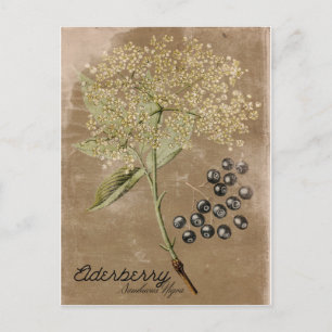 Antiker Holunderbeer-Postkarte im Vintage-Stil Postkarte