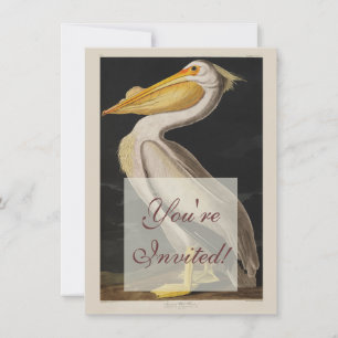 Antiker John James Audubon Weißer Pelikan Küste Einladung