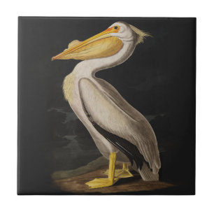 Antiker John James Audubon Weißer Pelikan Küste Fliese