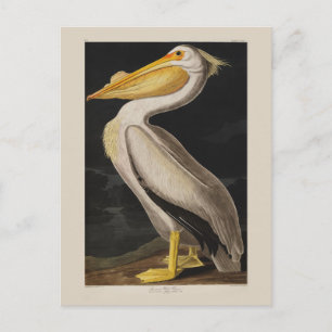 Antiker John James Audubon Weißer Pelikan Küste Postkarte