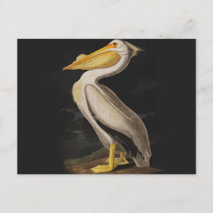 Antiker John James Audubon Weißer Pelikan Küste Postkarte