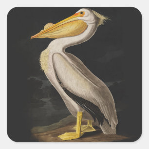 Antiker John James Audubon Weißer Pelikan Küste Quadratischer Aufkleber