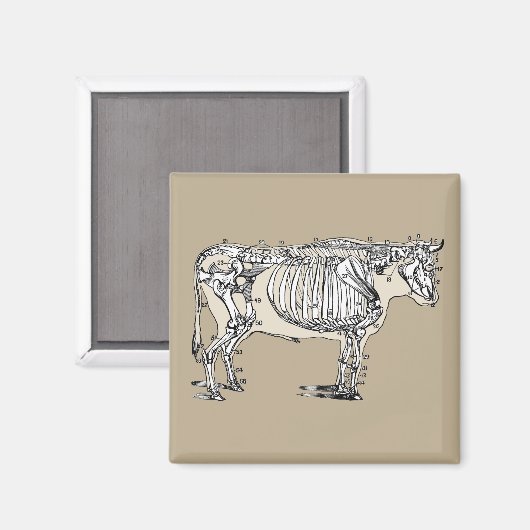 Antiker Kuh Skeleton Knochen Spaß Magnet (Vorderseite/Rückseite)