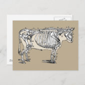 Antiker Kuh Skeleton Knochen Spaß Postkarte (Vorne/Hinten)