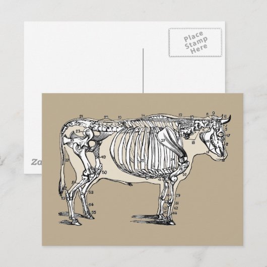Antiker Kuh Skeleton Knochen Spaß Postkarte (Vorne/Hinten)