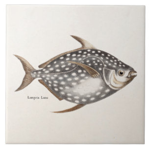 Antiker Opah-Mondfisch Lampris Luna aus dem 19. Ja Fliese