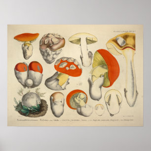 Antiker Orange-Gelber Pilzdruck von 1831 Poster