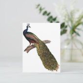 Antiker Pfau Postkarte (Stehend Vorderseite)