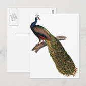 Antiker Pfau Postkarte (Vorne/Hinten)
