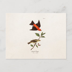 Antiker Scharlachtanager Vogel Singvogel Vögel 180 Postkarte