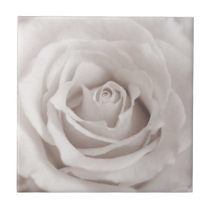 Antiker Sepia Weiß & Creme Rosen Hintergrund Maßan Fliese