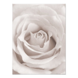 Antiker Sepia Weiß & Creme Rosen Hintergrund Maßan Fotodruck