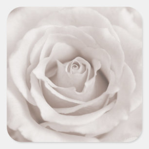 Antiker Sepia Weiß & Creme Rosen Hintergrund Maßan Quadratischer Aufkleber