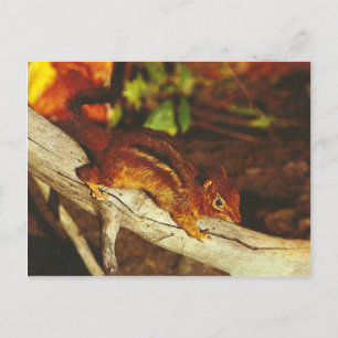 Antiker Streifenhörnchen Postkarte