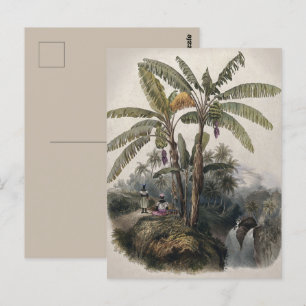 Antiker Tropischer Bananenbaumwald   Vintag Bota Postkarte