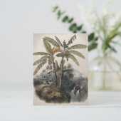 Antiker Tropischer Bananenbaumwald | Vintag Bota Postkarte (Stehend Vorderseite)