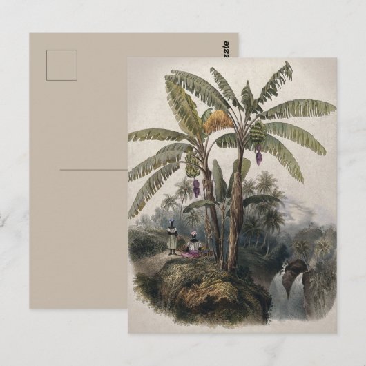 Antiker Tropischer Bananenbaumwald | Vintag Bota Postkarte (Vorne/Hinten)