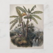 Antiker Tropischer Bananenbaumwald | Vintag Bota Postkarte (Vorderseite)