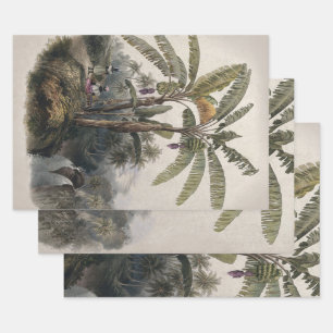 Antiker Tropischer Bananenbaumwald   Vintage Bota Geschenkpapier Set