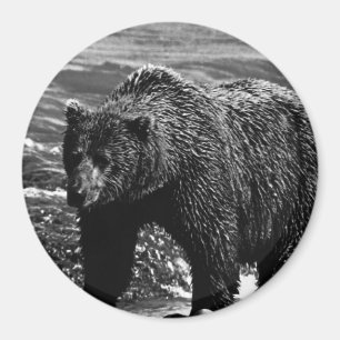 Antiker USA Alaska Braunbär Magnet
