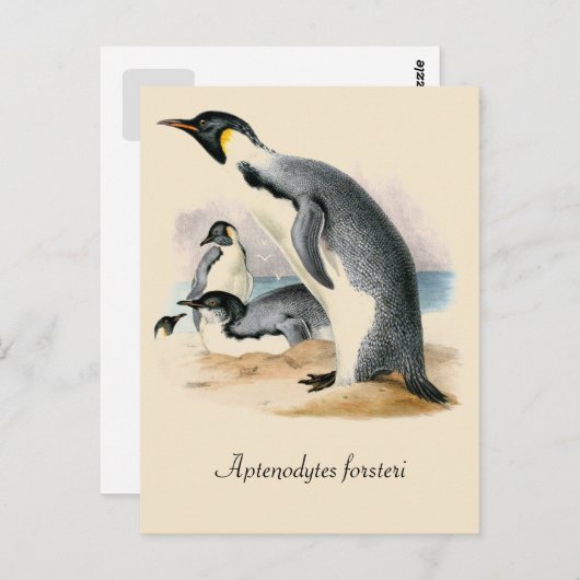 Antiker Vintager zeichnend Kaiser Pinguin Postkarte (Vorne/Hinten)