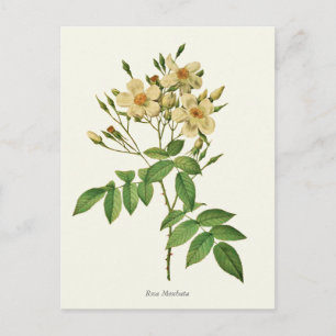 Antiker Weißer und Gelber Rosen Botanischer Druck Postkarte