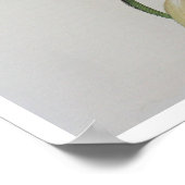 Antiker Zeichnend Ananas Comosus Poster (Ecke)