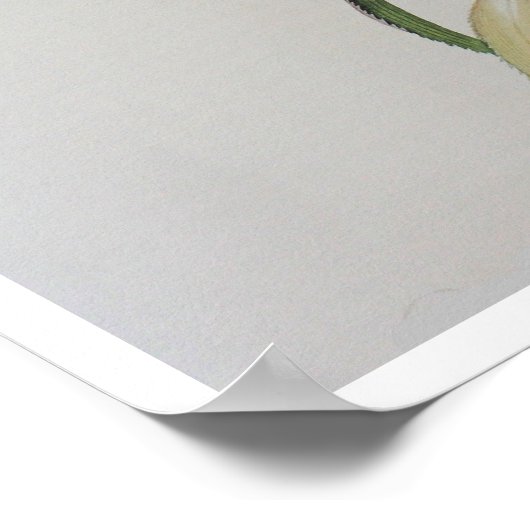 Antiker Zeichnend Ananas Comosus Poster (Ecke)