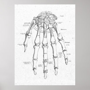 Antikes Anatomie-Handknochen-Vintage-Plakat Poster