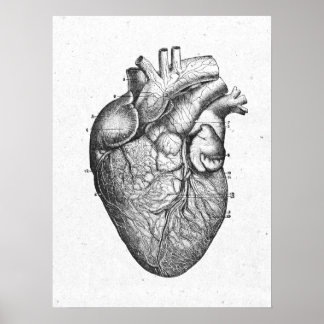 Antikes Anatomie Herz Vintag Poster