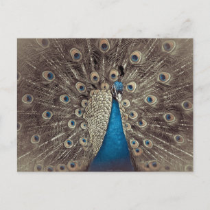 Antikes Blau Pfau Postkarte