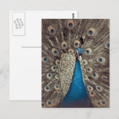 Antikes Blau Pfau Postkarte (Vorne/Hinten)
