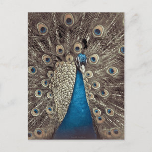 Antikes Blau Pfau Postkarte