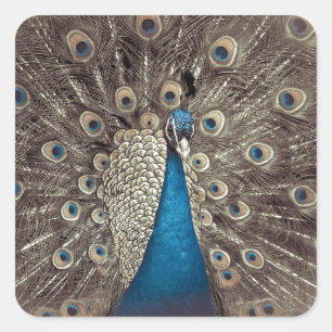 Antikes Blau Pfau Quadratischer Aufkleber