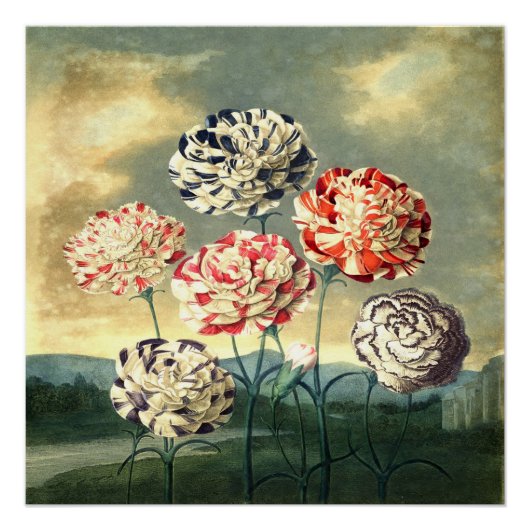 Antikes Blumenposter Poster (Vorderseite)