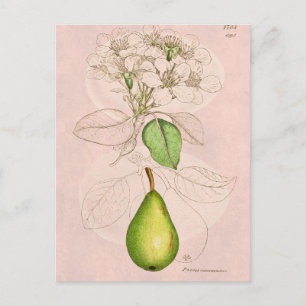 Antikes Blüten-Collagen-Muster aus dem 19. Jahrhun Postkarte