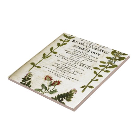 Antikes Botanik-Buchzeichen Fliese (Seite)