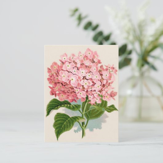 Antikes botanisch-romantisches rosa Hydrangea Postkarte (Stehend Vorderseite)