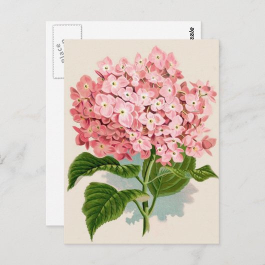 Antikes botanisch-romantisches rosa Hydrangea Postkarte (Vorne/Hinten)