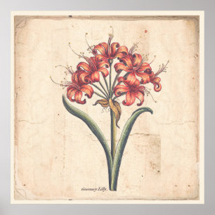 Antikes botanisches Druck-Plakat-rote Poster