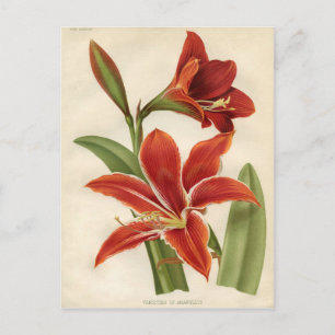 Antikes botanisches Druckbild - Amaryllis Postkarte