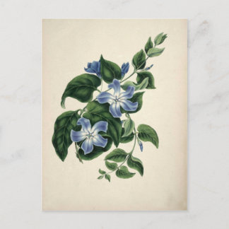Antikes botanisches Druckbild Postkarte