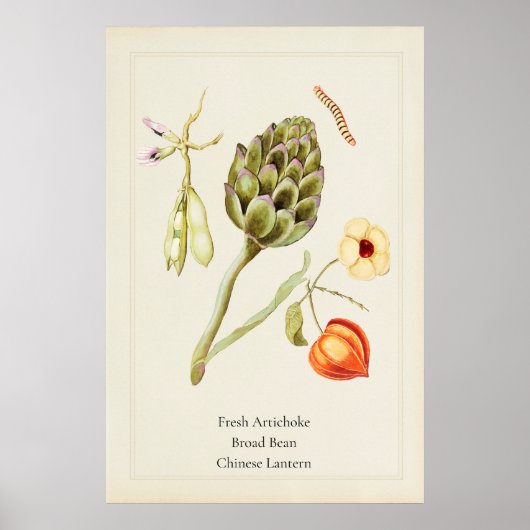 Antikes botanisches Kunstblatt Artischocke Poster (Vorne)