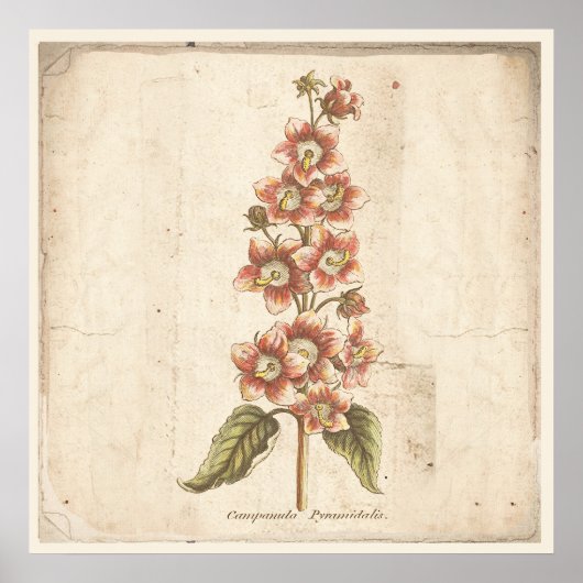 Antikes botanisches Plakat Campanula, Blütenblume (Vorne)