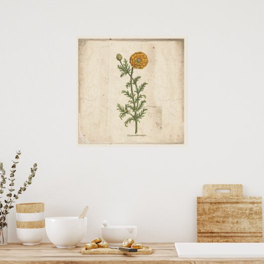 Antikes Botanisches Plakat Chrysanthemum (Küche)
