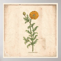 Antikes Botanisches Plakat Chrysanthemum