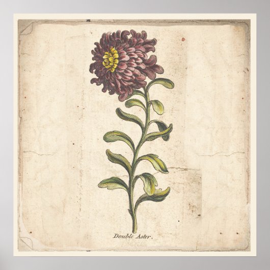 Antikes Botanisches Plakat Lila Aster (Vorne)