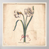 Antikes Botanisches Plakat Weißes Narcissur (Vorne)